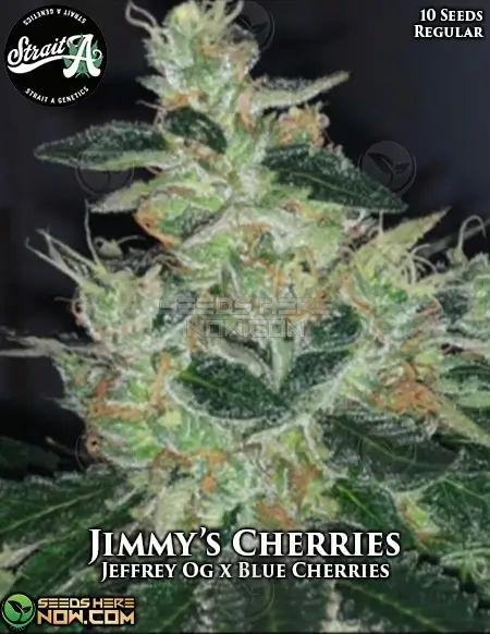 Jimmy's Cherries regular cannabis seeds, hybrid strain by Strait A Genetics featuring cherries and earthy aromas
