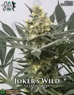 Joker's Wild Feminized Seeds by Mz Jill Genetics featuring G13 and Jilly Bean lineage