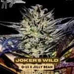 Joker's Wild (Feminized) - Mz Jill Genetics