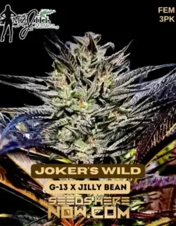Pack of Joker's Wild Feminized Seeds (space) G13 x Jilly Bean Hybrid