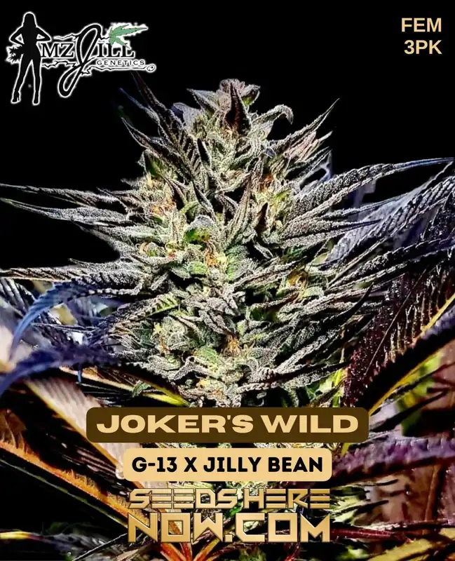 Pack of Joker's Wild Feminized Seeds - G13 x Jilly Bean Hybrid