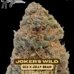 Joker's Wild (Regular) - Mz Jill Genetics