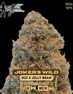 Joker's Wild regular cannabis seeds, G13 x Jilly Bean hybrid by Mz Jill Genetics