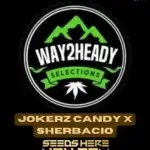 Jokerz Candy x Sherbacio (Feminized) - Way2heady Selections