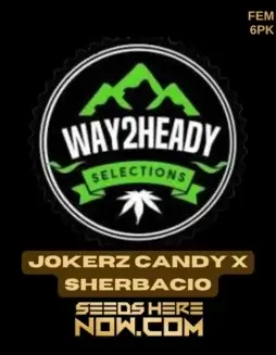 Pack of Jokerz Candy x Sherbacio feminized cannabis seeds by Way2heady Selections
