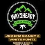 Jokerz Candy x White Runtz (Feminized) - Way2heady Selections