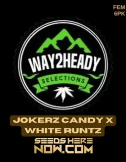Pack of Jokerz Candy x White Runtz feminized cannabis seeds
