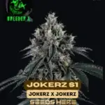 Jokerz S1 (Feminized) - Breeder X