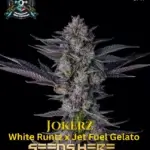 Jokerz S1 (Feminized) - Elite Clone Seed Company