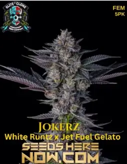 Jokerz S1 (Feminized) (space) Elite Clone Seed CompanyJokerz S1 Feminized Seeds (space) Indica Dominant Hybrid with Pine, Citrus, and Diesel Aroma