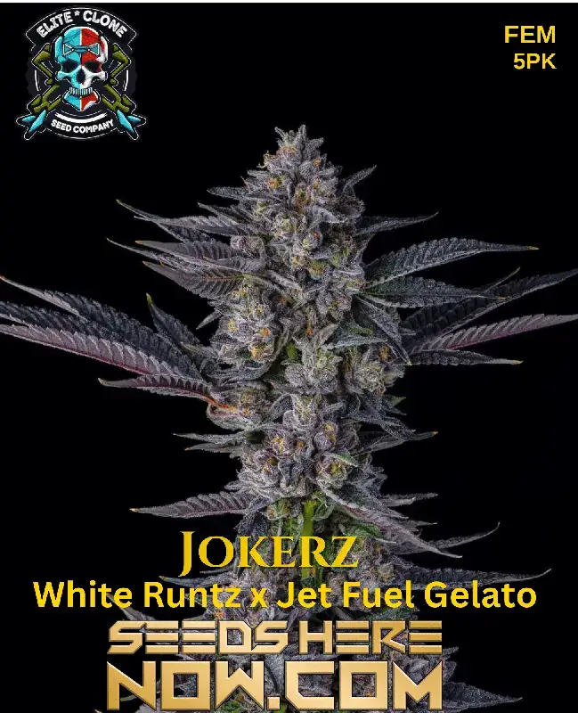 アイコスーDICE BANK C-MIT BK25191 CAMO Jokerz Strain – Premium Cannabis Seeds For High THC And Flavor