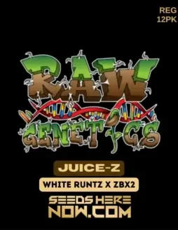 Juice(space)Z cannabis seeds, a hybrid strain with White Runtz and ZBX2 lineage, by Raw Genetics
