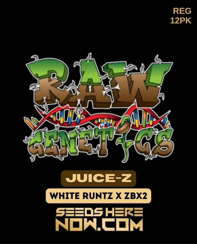 Juice-Z cannabis seeds, a hybrid strain with White Runtz and ZBX2 lineage, by Raw Genetics