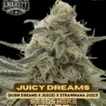 Juicy Dreams (Regular) - Crockett Family Farms