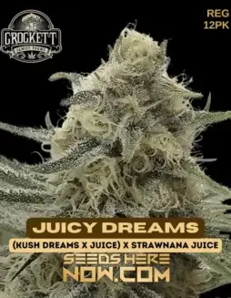 Juicy Dreams Regular Seeds (space) Hybrid cannabis strain featuring Kush Dreams, Juice, and Strawnana Juice