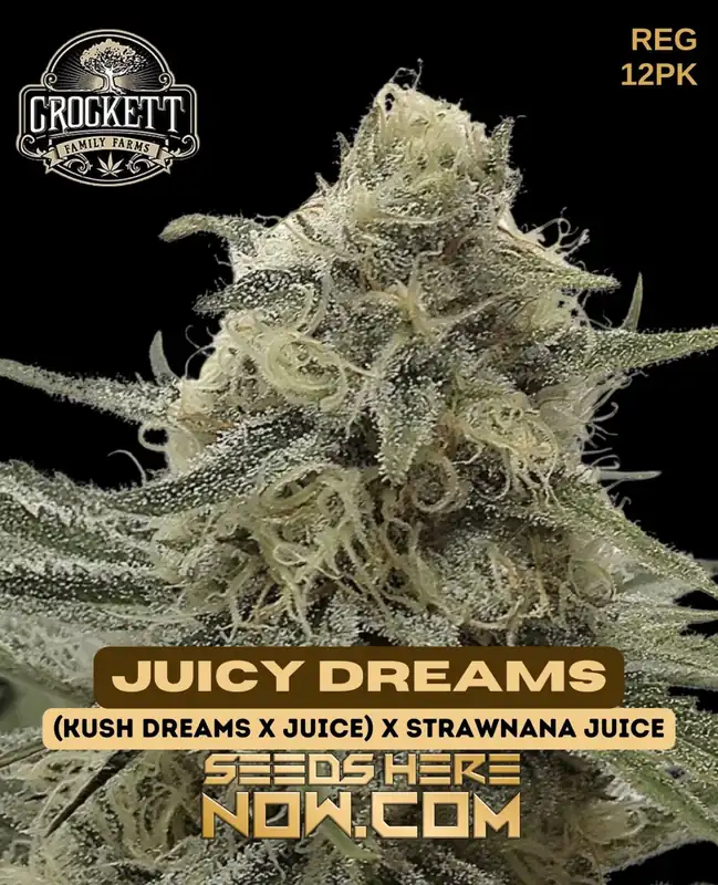 Juicy Dreams Regular Seeds - Hybrid cannabis strain featuring Kush Dreams, Juice, and Strawnana Juice
