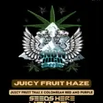 Juicy Fruit Haze (Regular) - Snow High Seeds