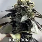 Juicy Runtz (Feminized) - Sin City Seeds