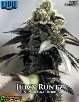 Pack of Juicy Runtz Feminized Seeds by Sin City Seeds featuring vibrant fruit and candy flavors