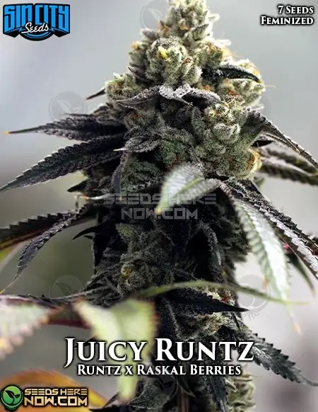 Pack of Juicy Runtz Feminized Seeds by Sin City Seeds featuring vibrant fruit and candy flavors