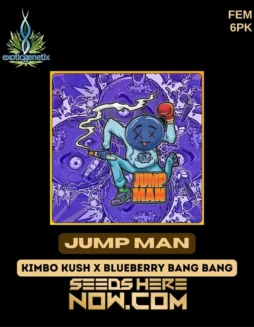 Jump Man Cannabis Seeds (space) Hybrid strain with flavors of grape, gas, citrus, and pine