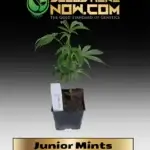 Junior Mints Clones - ACC