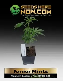 Junior Mints Clones (space) Hybrid cannabis plant with chocolate and mint flavors