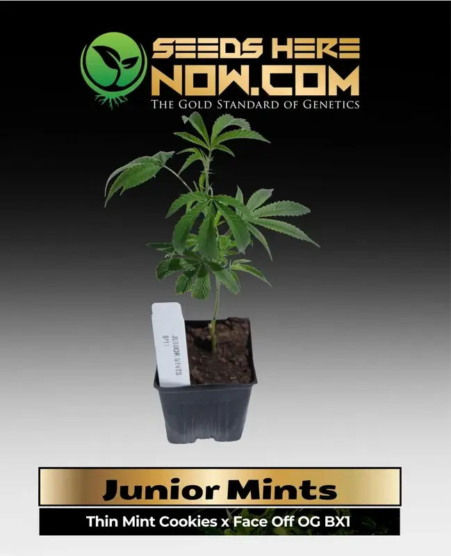 Junior Mints Clones - Hybrid cannabis plant with chocolate and mint flavors