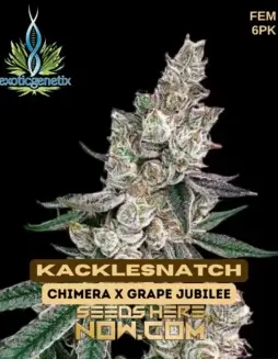 Kacklesnatch Feminized Seeds (space) Hybrid strain by Exotic Genetix featuring citrus, pine, and sweet earthy flavors