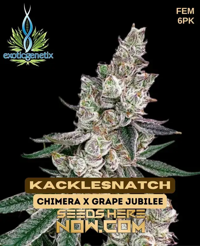 Kacklesnatch Feminized Seeds - Hybrid strain by Exotic Genetix featuring citrus, pine, and sweet earthy flavors