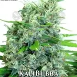 KaliBubba (Regular) - Serious Seeds