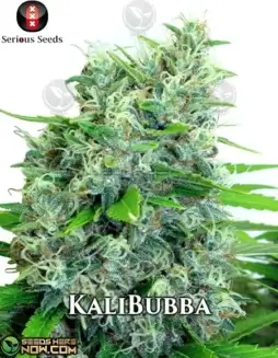 KaliBubba Cannabis Seeds (space) Sativa Dominant Strain by Serious Seeds