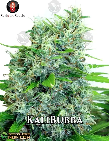 KaliBubba Cannabis Seeds - Sativa Dominant Strain by Serious Seeds