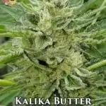 Kalika Butter (Regular) - Hawaiian Budline
