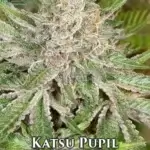 Katsu Pupil (Feminized) - Katsu Seeds
