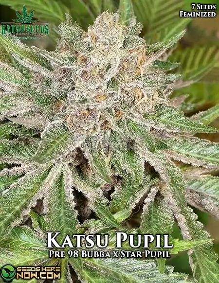 Katsu Pupil Feminized Seeds - A Blend of Pre-98 Bubba Kush and Star Pupil