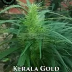 Kerala Gold (Regular) - Indian Landrace Exchange