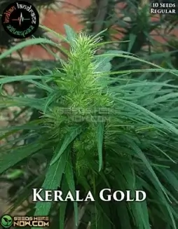 Kerala Gold regular cannabis seeds by Indian Landrace Exchange, showcasing citrus, spice, and earthy notes