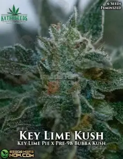 Feminized Key Lime Kush cannabis seeds by Katsu Seeds featuring Key Lime Pie and Pre(space)98 Bubba Kush genetics