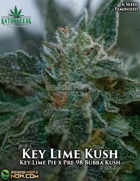 Feminized Key Lime Kush cannabis seeds by Katsu Seeds featuring Key Lime Pie and Pre-98 Bubba Kush genetics