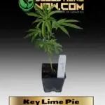 Key Lime Pie Clones - ACC