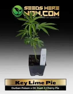 Key Lime Pie Cannabis Clones in Soil Pot