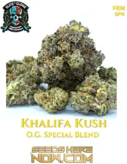 Close(space)up of Khalifa Kush S1 feminized cannabis seeds, showcasing dense, trichome(space)covered buds with vibrant orange pistils.