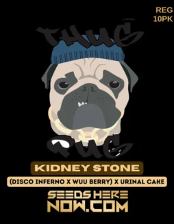 Kidney Stone Regular Seeds (space) Hybrid Cannabis by Thug Pug Genetics