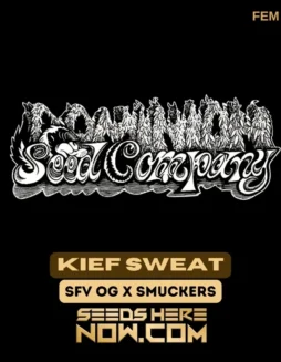 Kief Sweat Feminized Cannabis Seeds (space) SFV OG x Smuckers Genetics