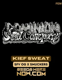Kief Sweat Feminized Cannabis Seeds