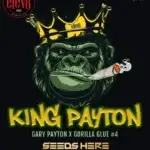 King Payton (Feminized) - Elev8 Seeds