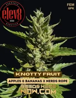 Knotty Fruit Feminized Seeds (space) Hybrid Cannabis by Elev8 Seeds featuring Citrus and Pine flavors