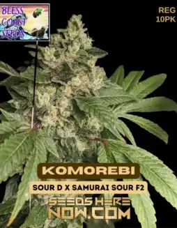 Komorebi Regular Seeds (space) Sour Diesel x Samurai Sour F2 Hybrid