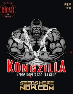 Kongzilla Feminized Seeds (space) High THC Cannabis by Elev8 Seeds